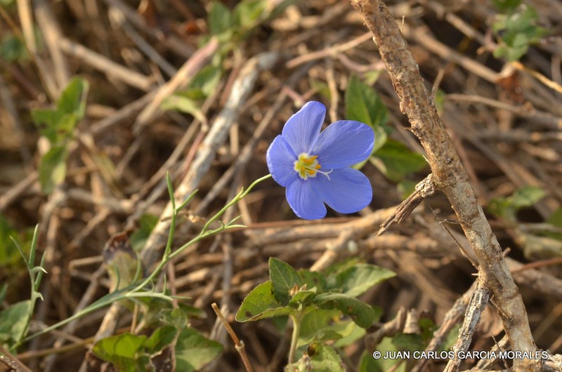 Marked Gilia photo 4