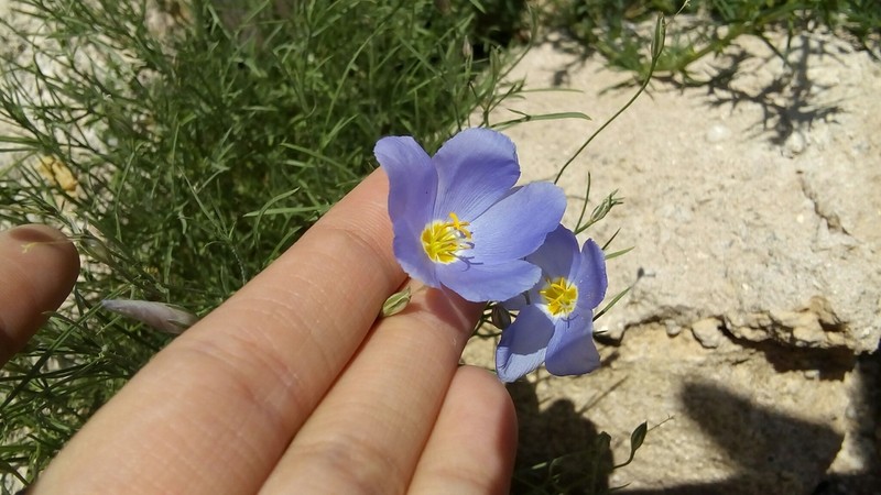 Marked Gilia photo 5