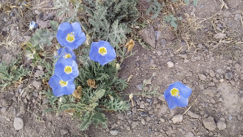 Marked Gilia photo 6