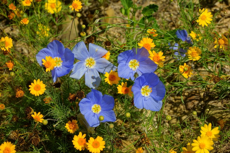 Marked Gilia photo 7