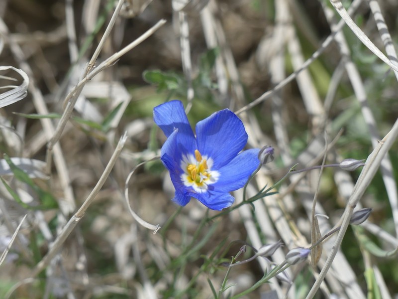 Marked Gilia photo 8