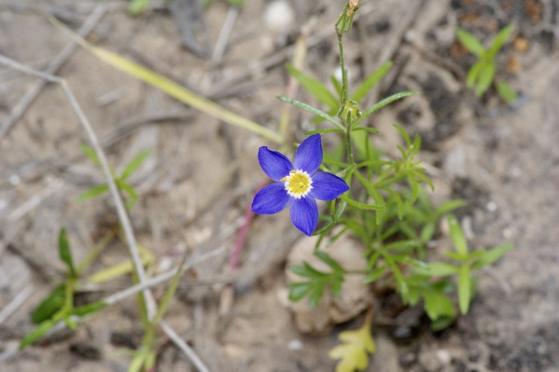 Rio Grande Gilia