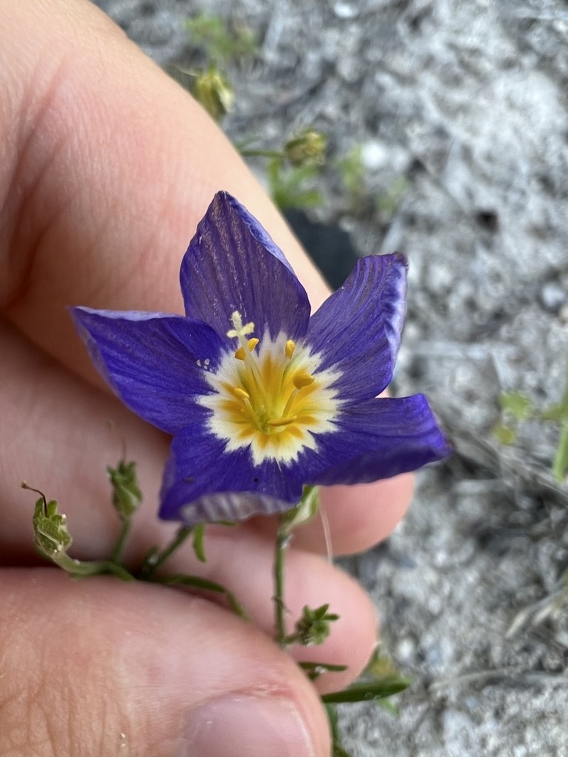 Rio Grande Gilia photo 2