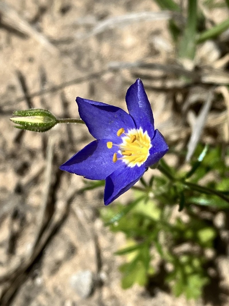 Rio Grande Gilia photo 3