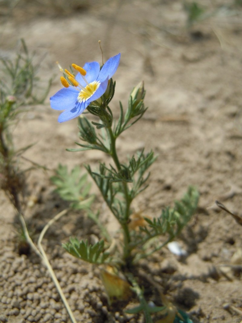Rio Grande Gilia photo 4