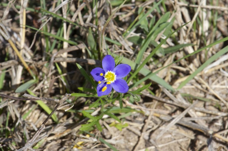 Rio Grande Gilia photo 5