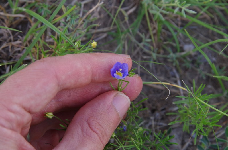 Rio Grande Gilia photo 6