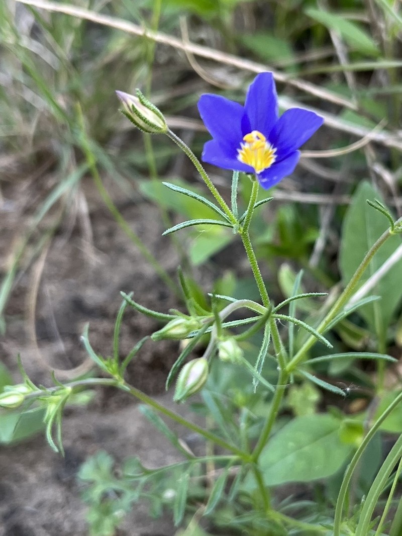 Rio Grande Gilia photo 7