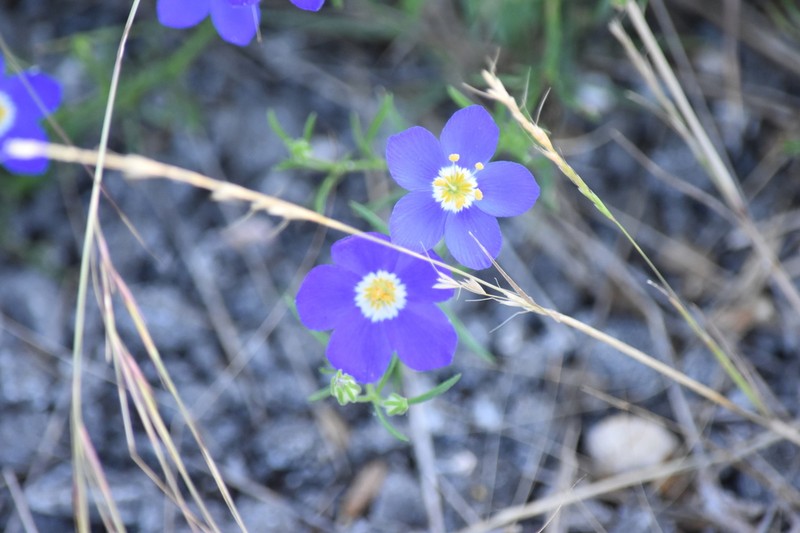 Rio Grande Gilia photo 8