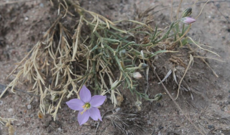 Giliastrum purpusii subsp. purpusii