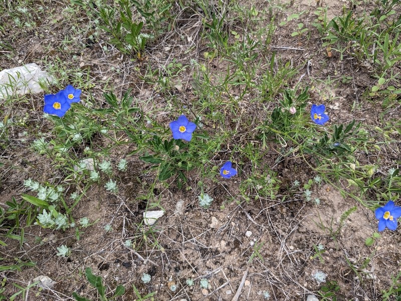 Bluebowls photo 4