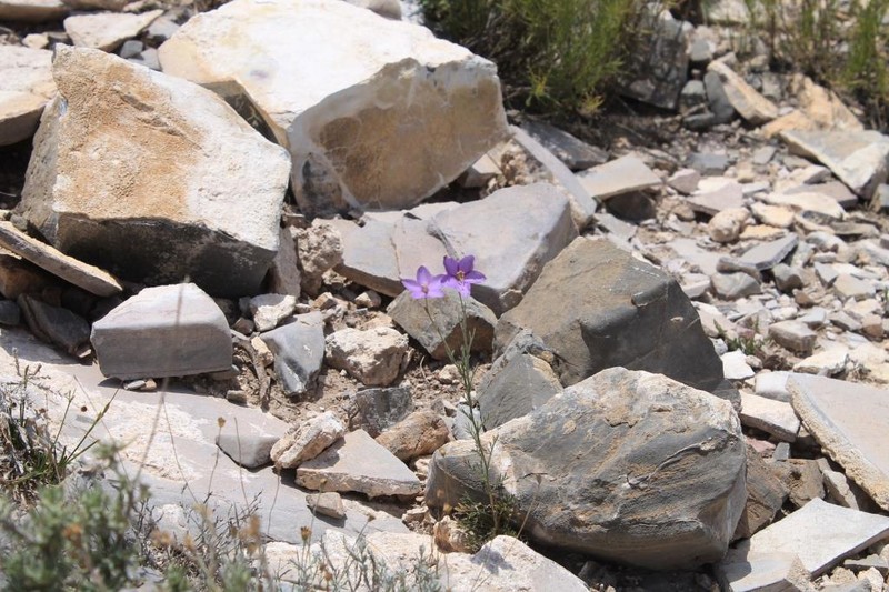 Stewart's Gilia