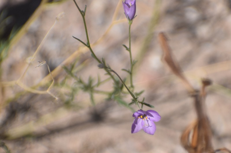 Stewart's Gilia photo 2