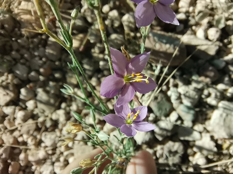 Stewart's Gilia photo 3