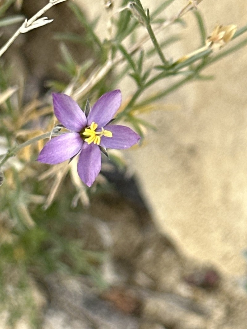 Stewart's Gilia photo 4