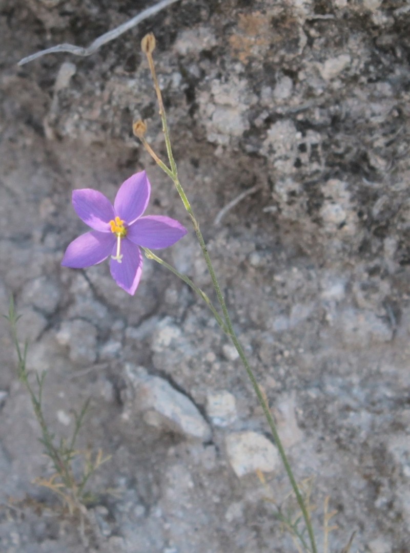 Stewart's Gilia photo 5