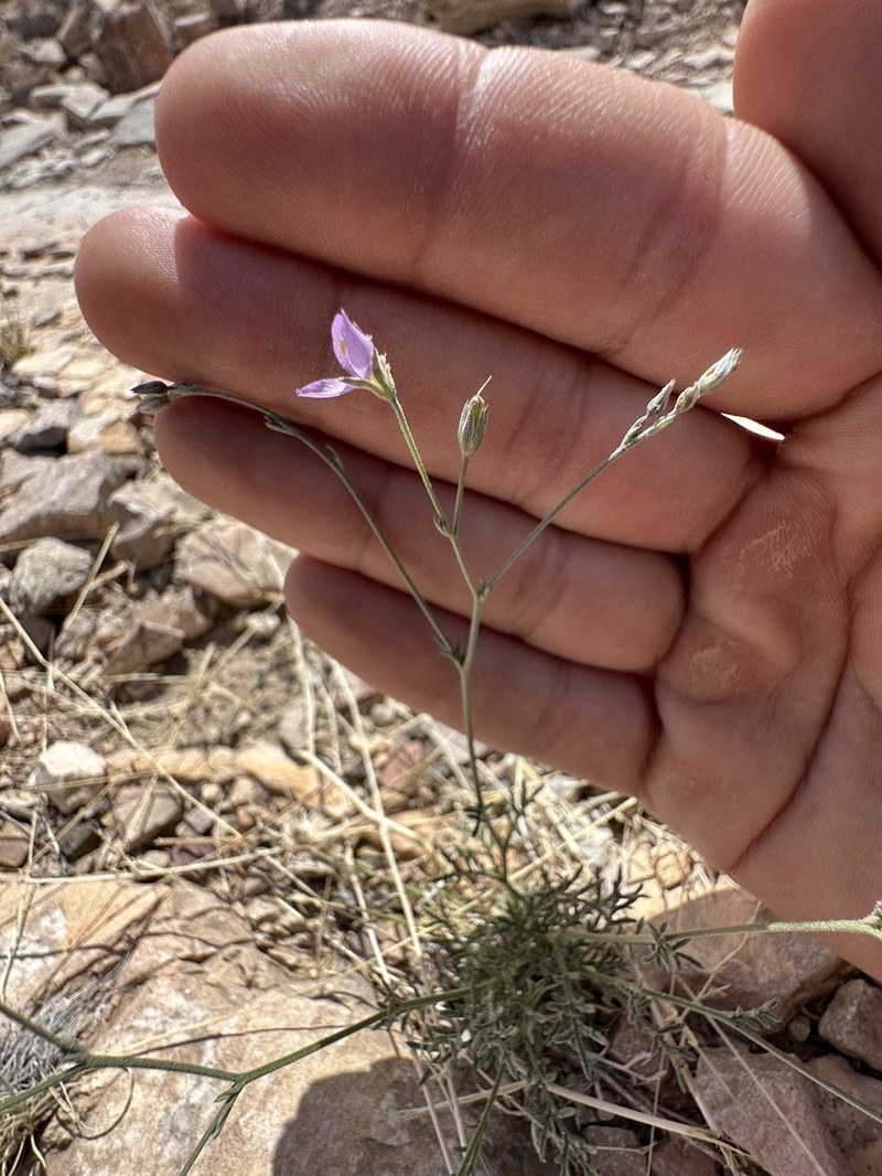 Stewart's Gilia photo 6