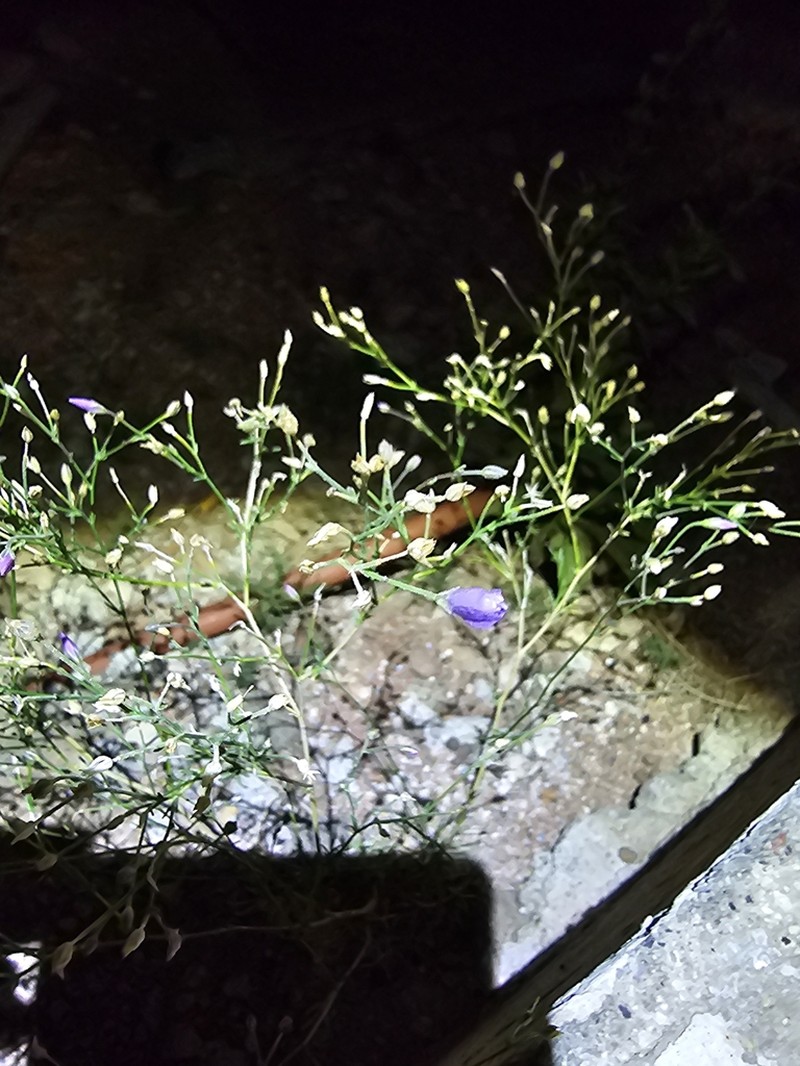 Stewart's Gilia photo 7