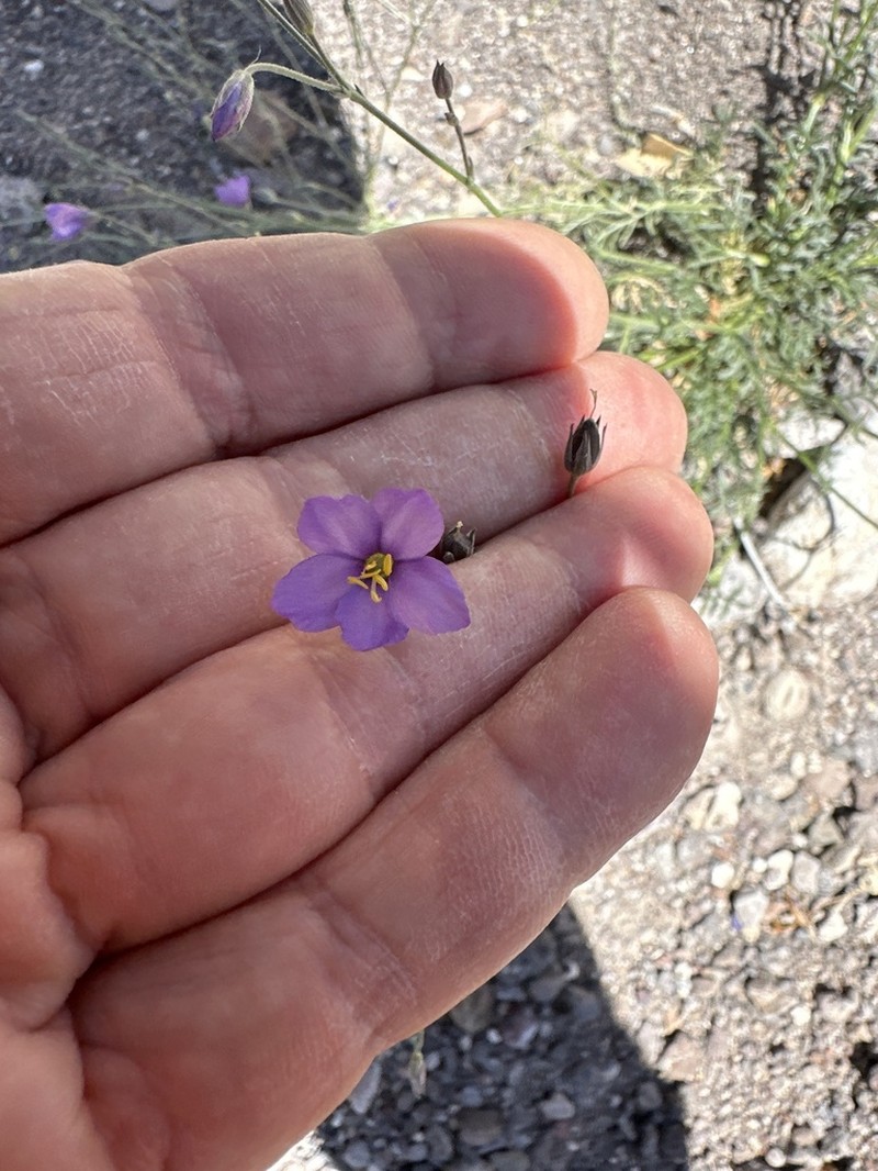 Stewart's Gilia photo 8