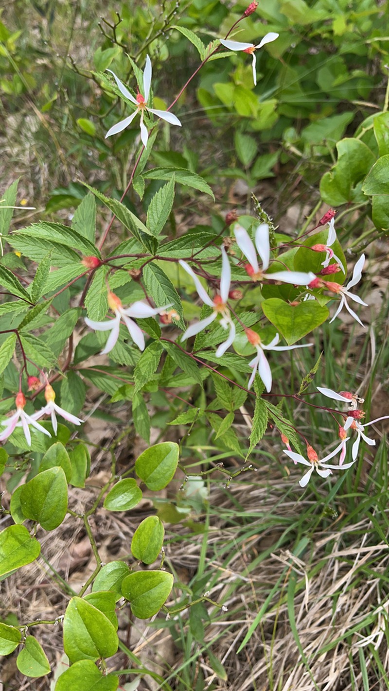 Bowman's Root