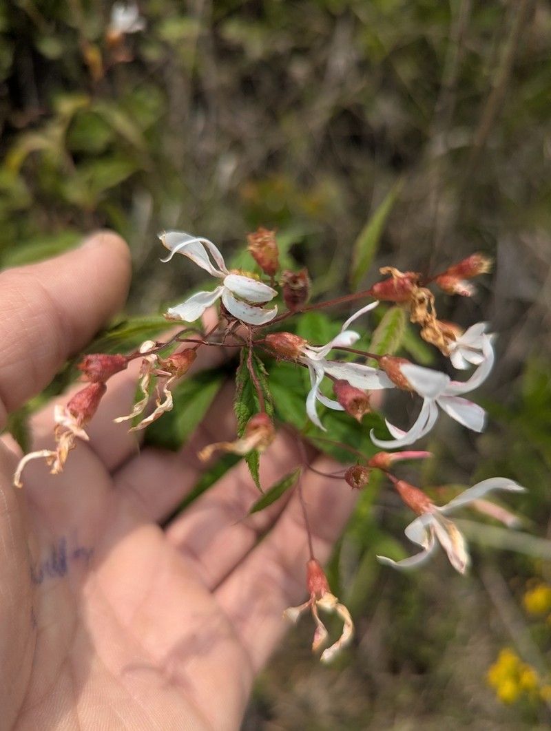 Bowman's Root photo 4