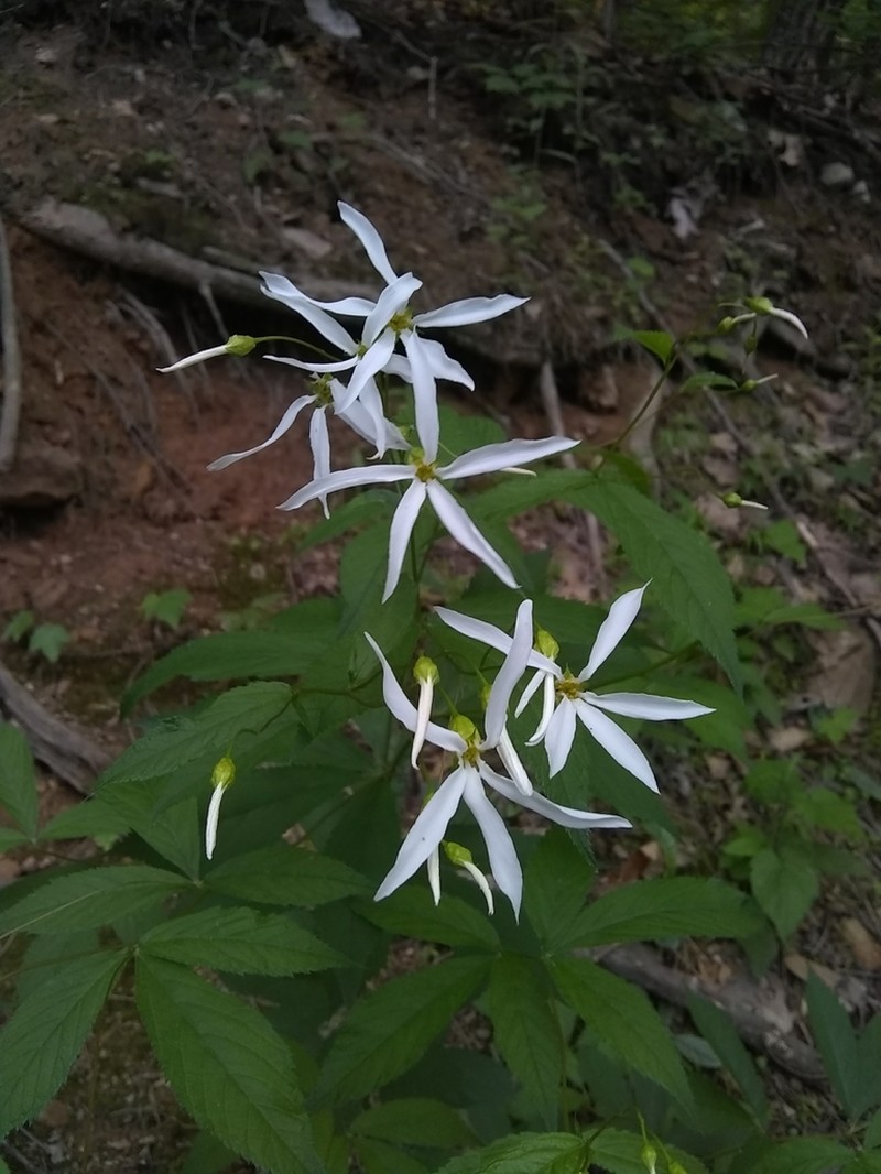 Bowman's Root photo 5