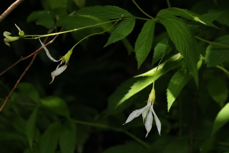 Bowman's Root photo 6