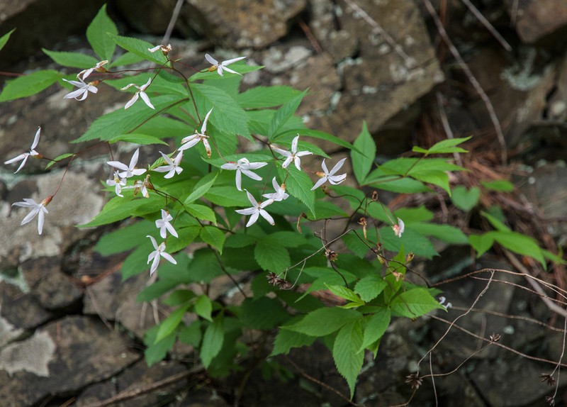 Bowman's Root photo 8