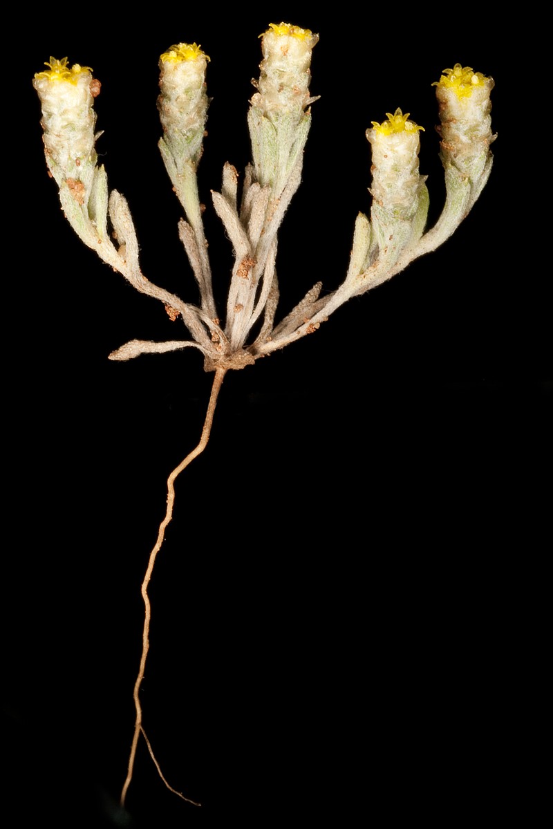 Gilruthia osbornii