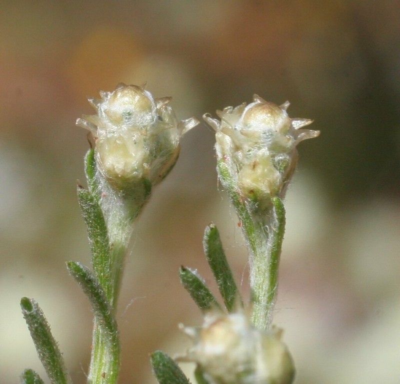 Gilruthia osbornii photo 3