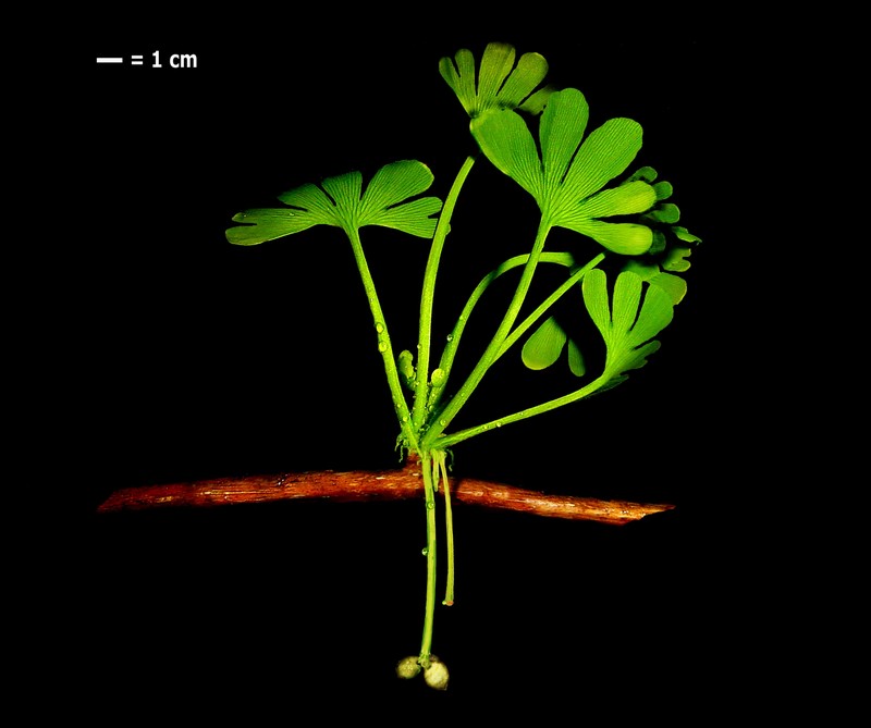 Maidenhair Tree photo 3