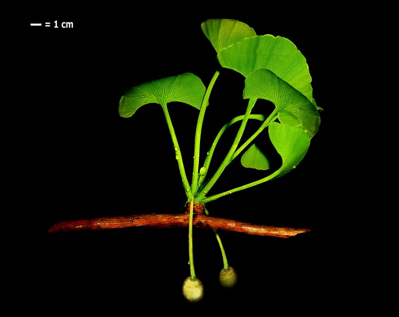 Maidenhair Tree photo 4