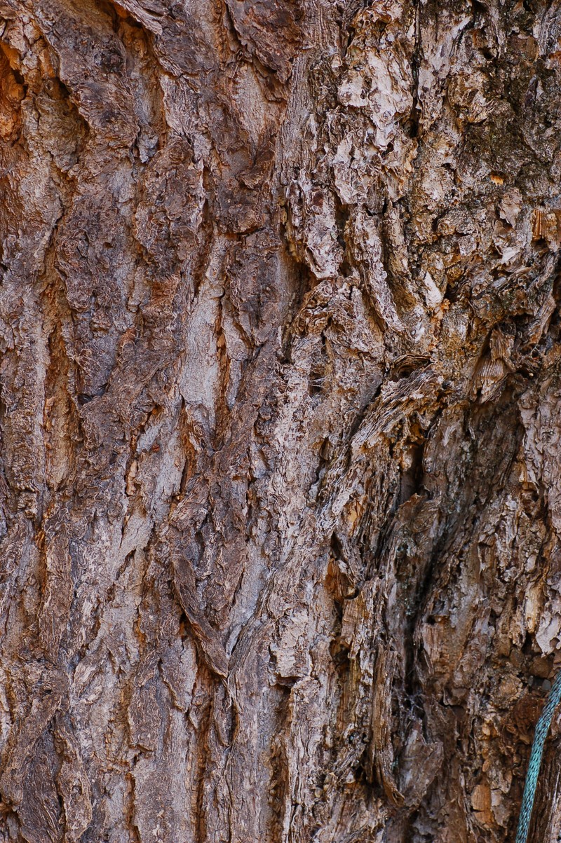 Maidenhair Tree photo 6
