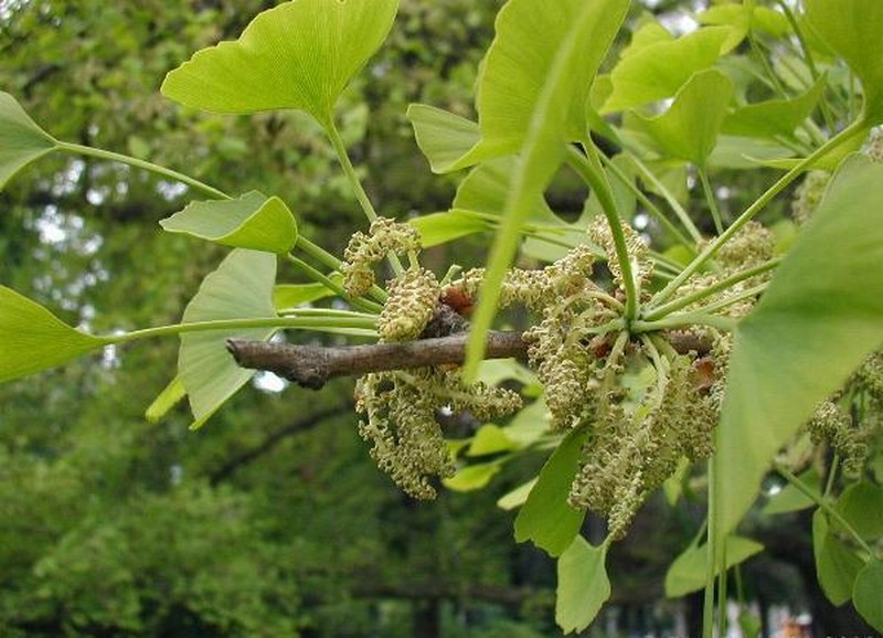 Maidenhair Tree photo 7