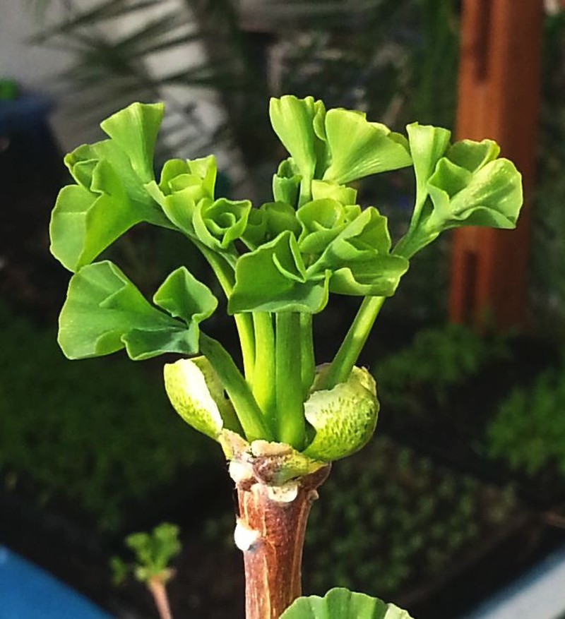 Maidenhair Tree photo 8