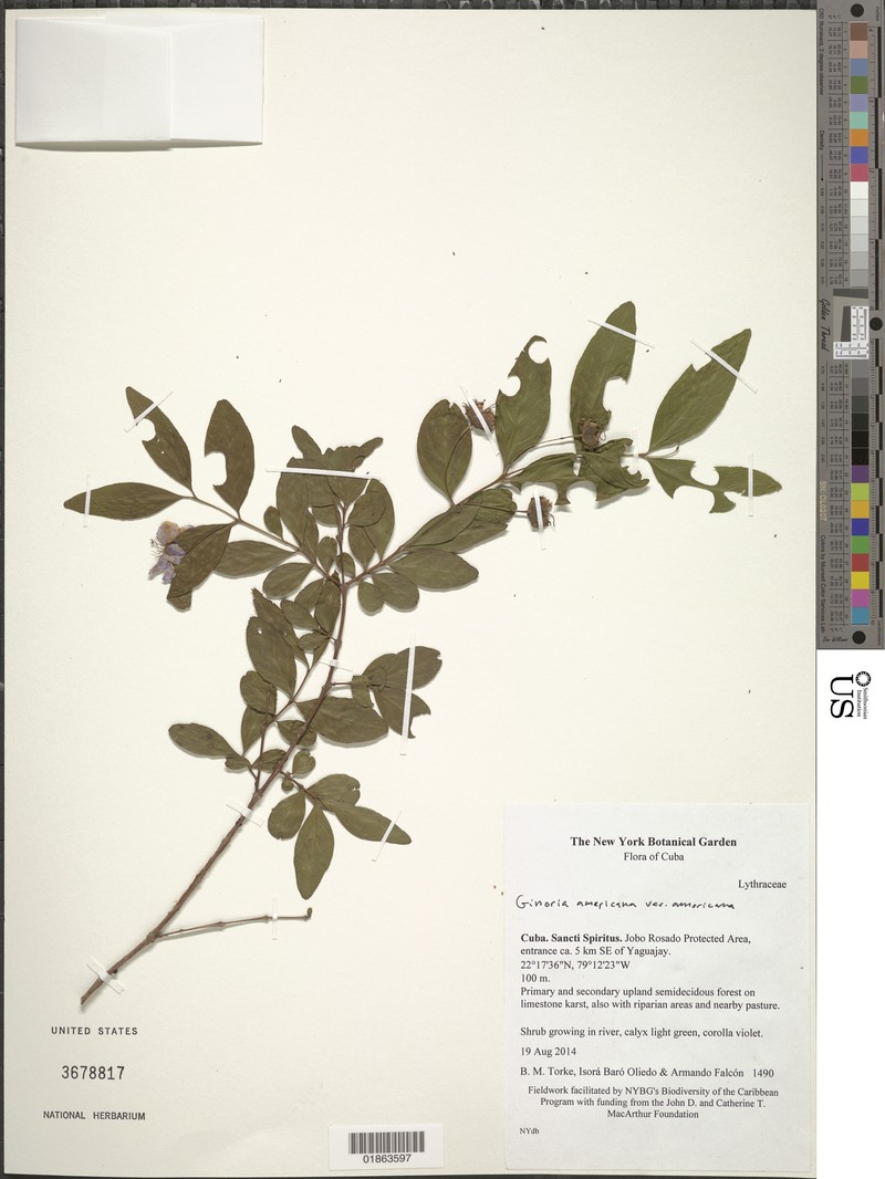 Ginoria americana var. americana
