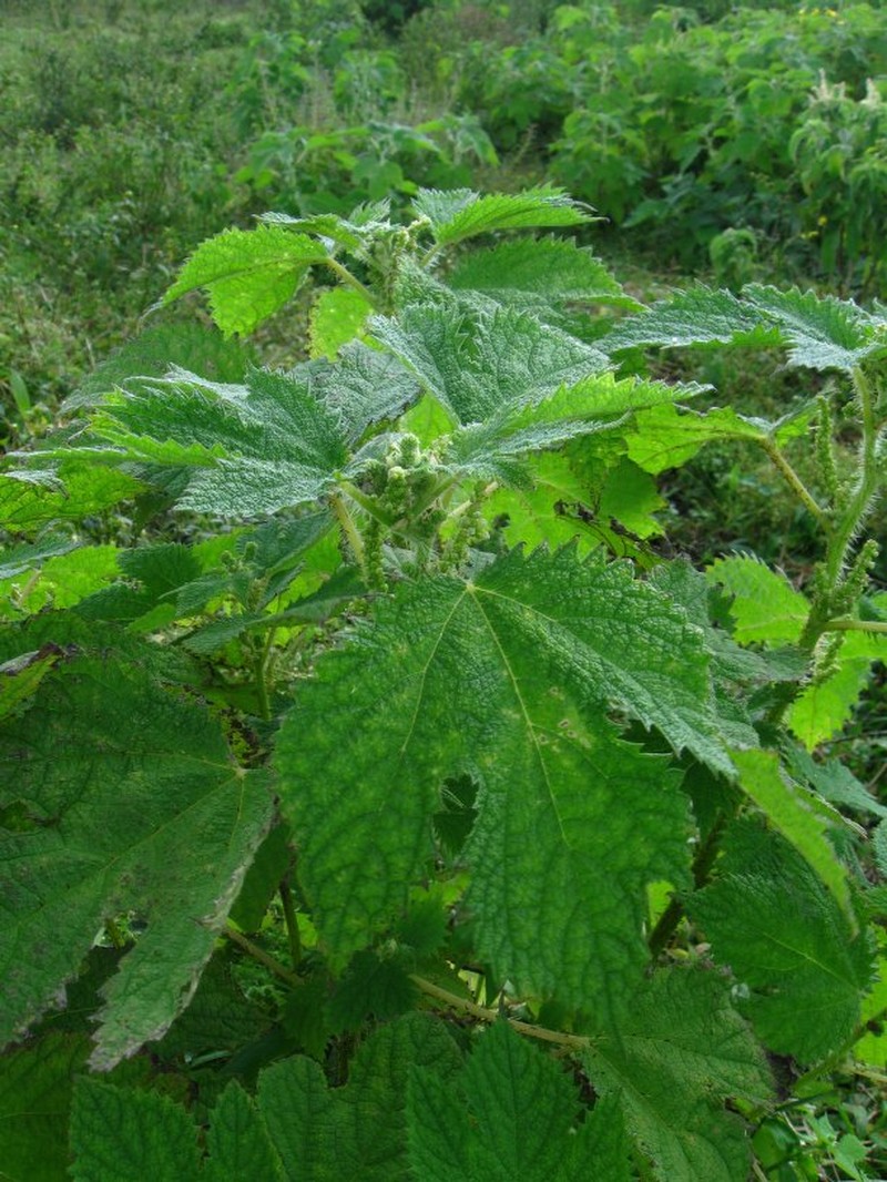 Girardinia diversifolia subsp. diversifolia photo 2