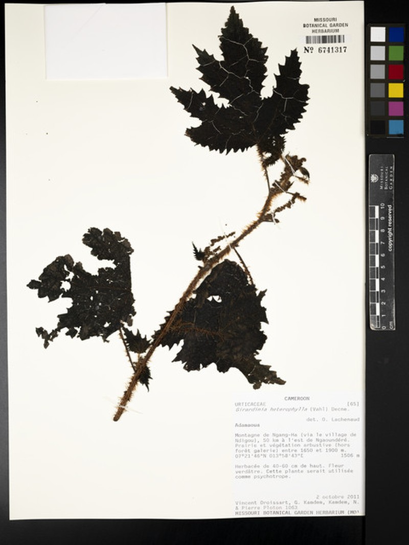 Girardinia diversifolia subsp. diversifolia photo 3