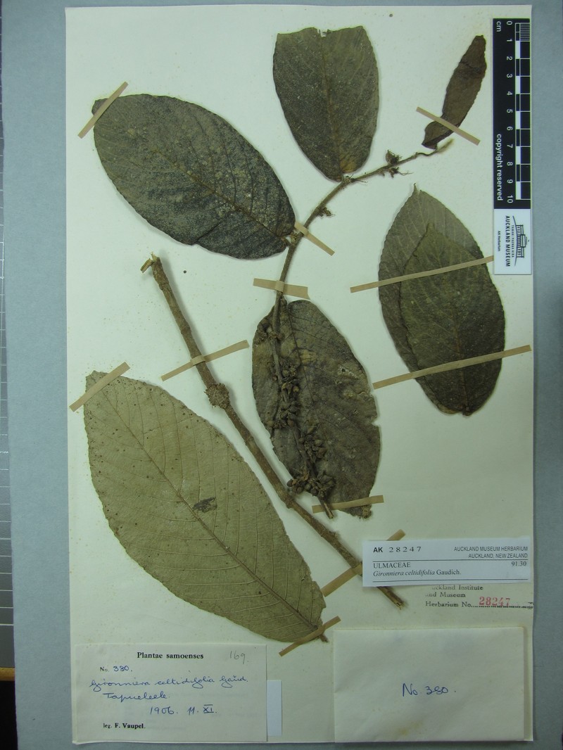 Gironniera celtidifolia photo 2