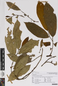 Gironniera celtidifolia