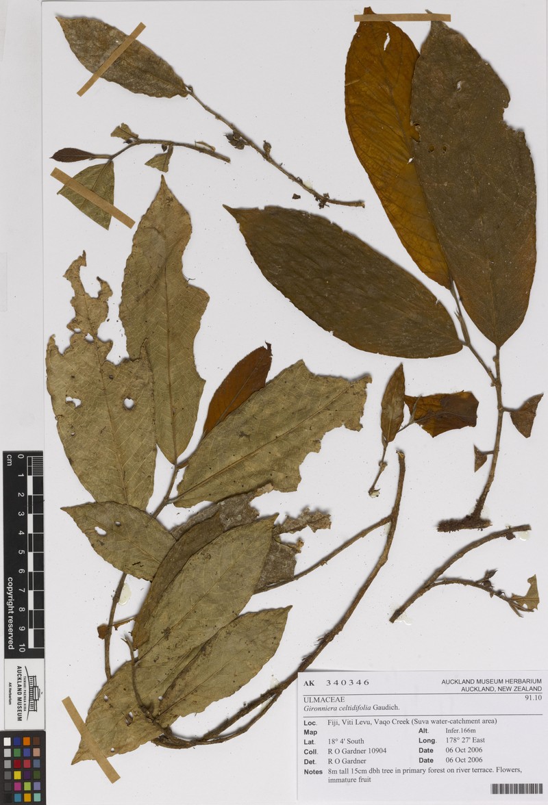 Gironniera celtidifolia