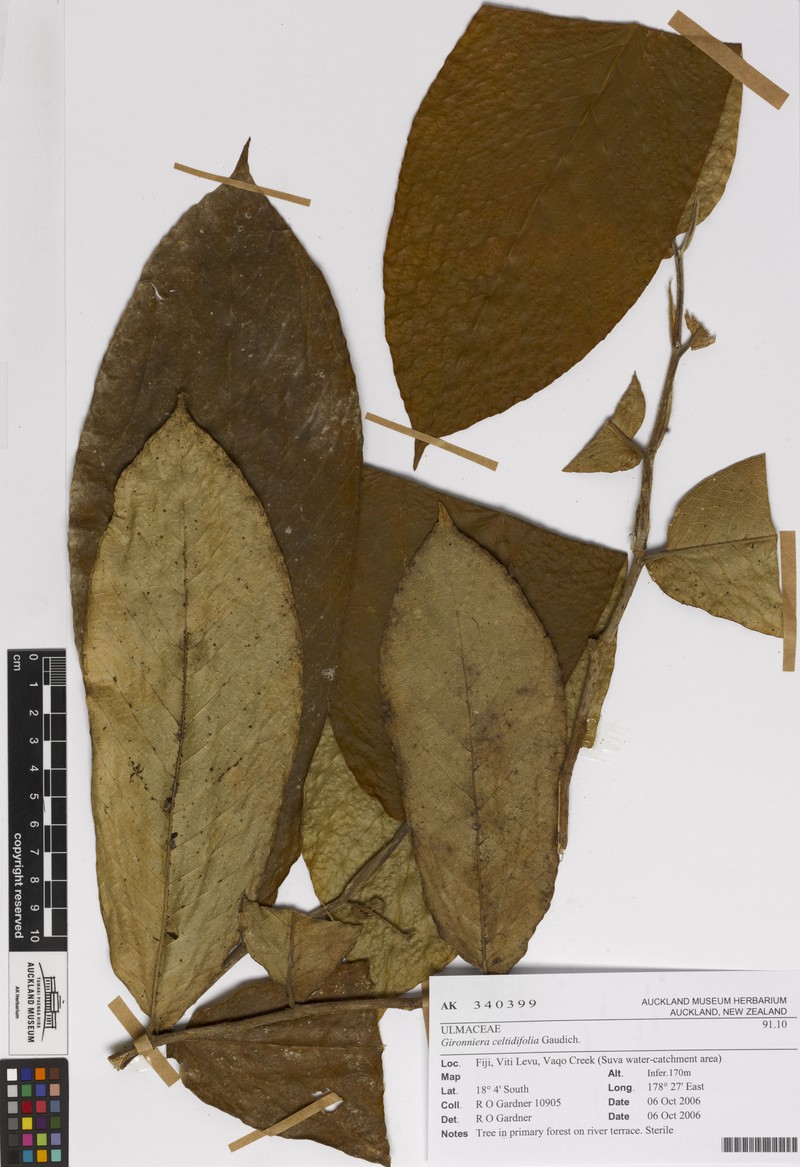 Gironniera celtidifolia photo 3
