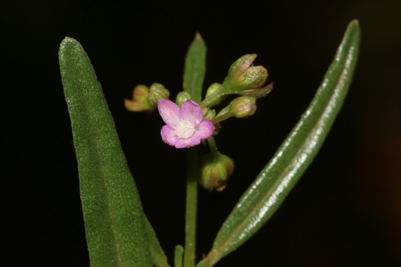 Gisekia africana