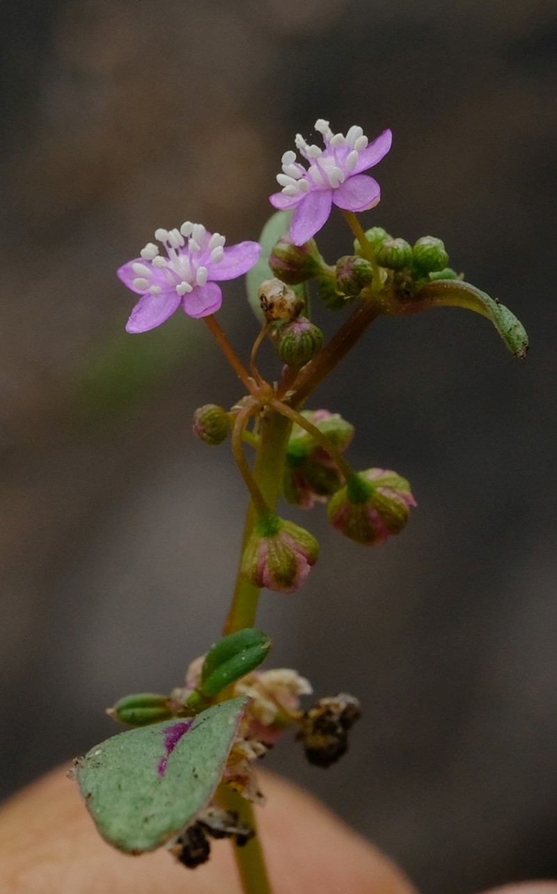 Gisekia africana photo 2