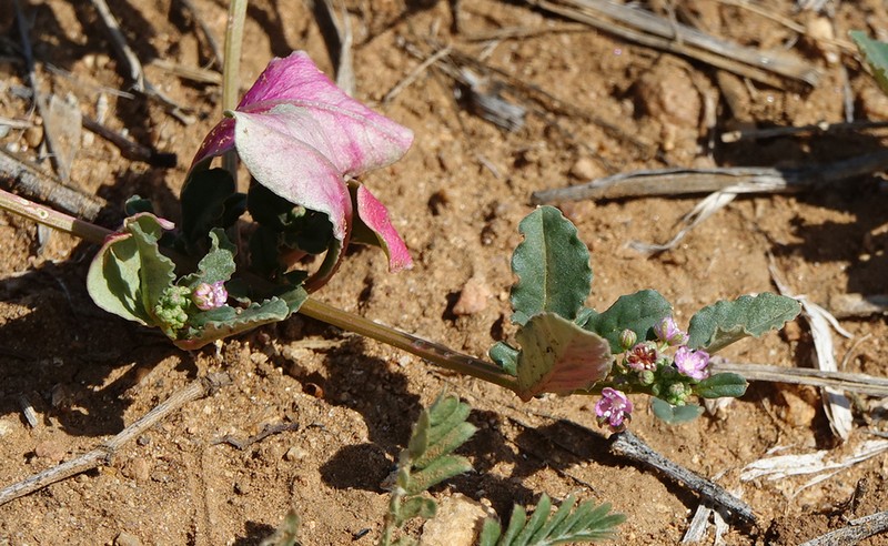 Gisekia africana photo 3