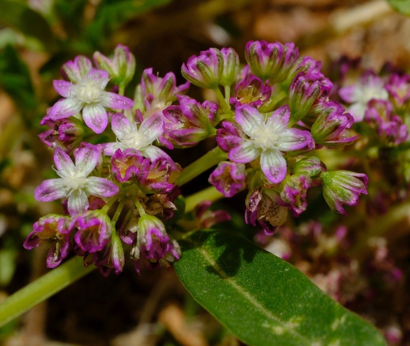 Gisekia africana photo 4