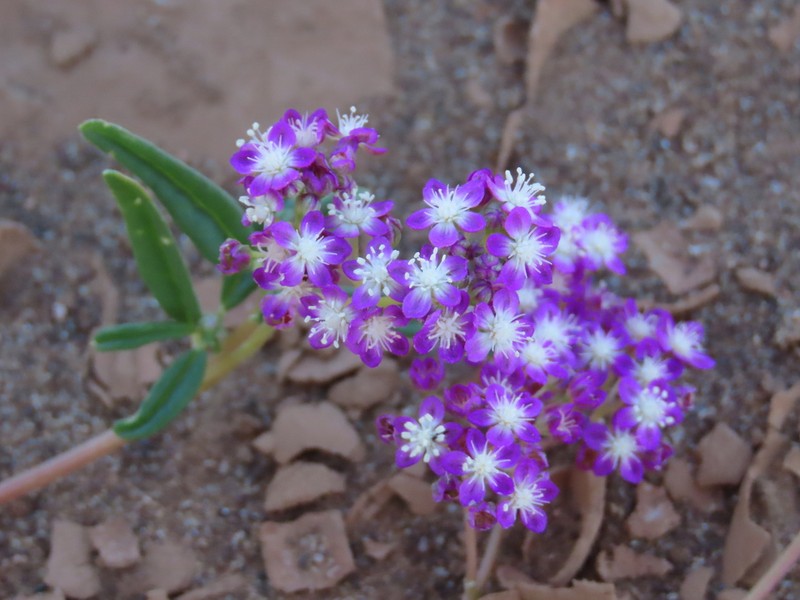 Gisekia africana photo 5