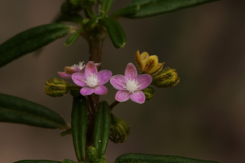 Gisekia africana photo 6