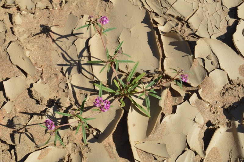 Gisekia africana photo 7