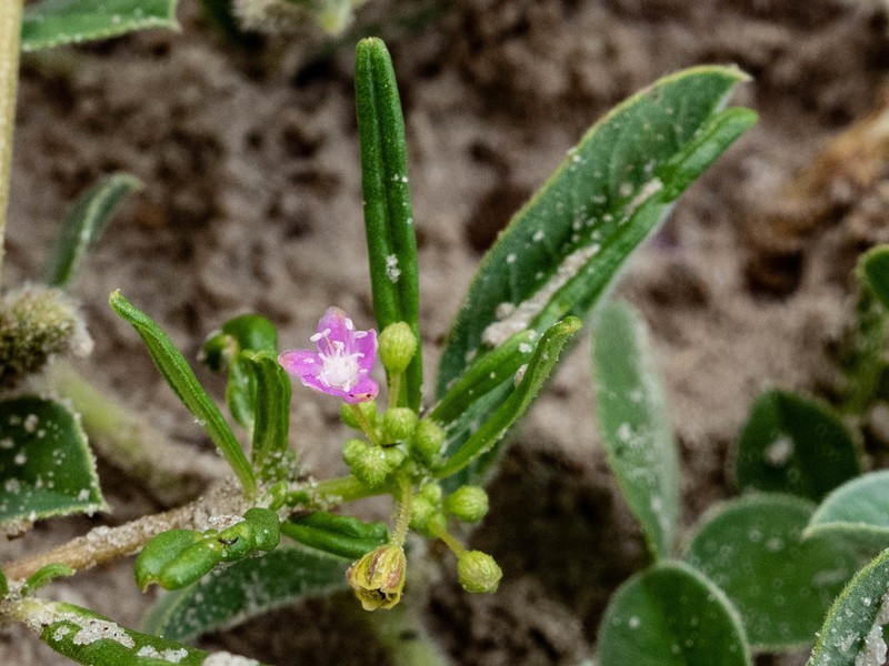 Gisekia africana photo 8